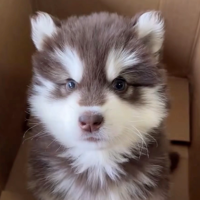 犬舍直销批发价格出售阿拉斯加雪橇犬